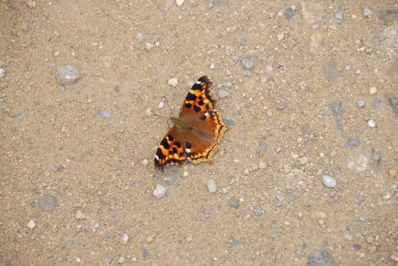 DSC_6367.JPG