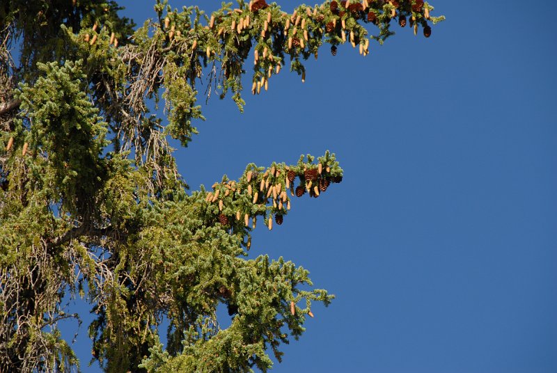 DSC_6852.JPG