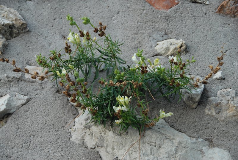 DSC_0608.JPG