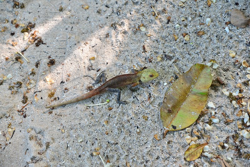 DSC_6524.JPG