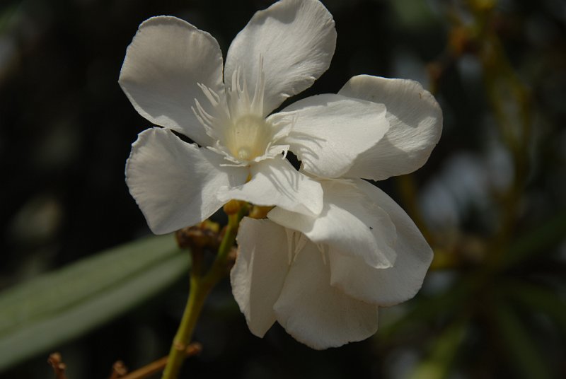 DSC_7979.JPG