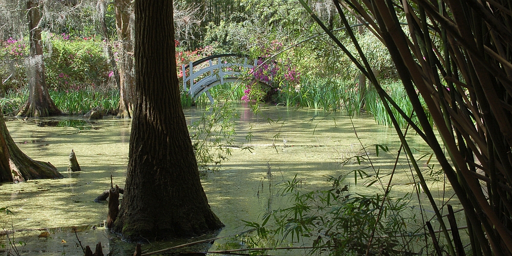 Horizonte 07.jpg - "enchanted Forest" I made in the Magnolia Garden, just outside of the City of Charleston, South Carolina, USA,    click here for Google Maps View   Position: N 32°52'41.00" W 80°05'03.40" Camera : Nikon D50