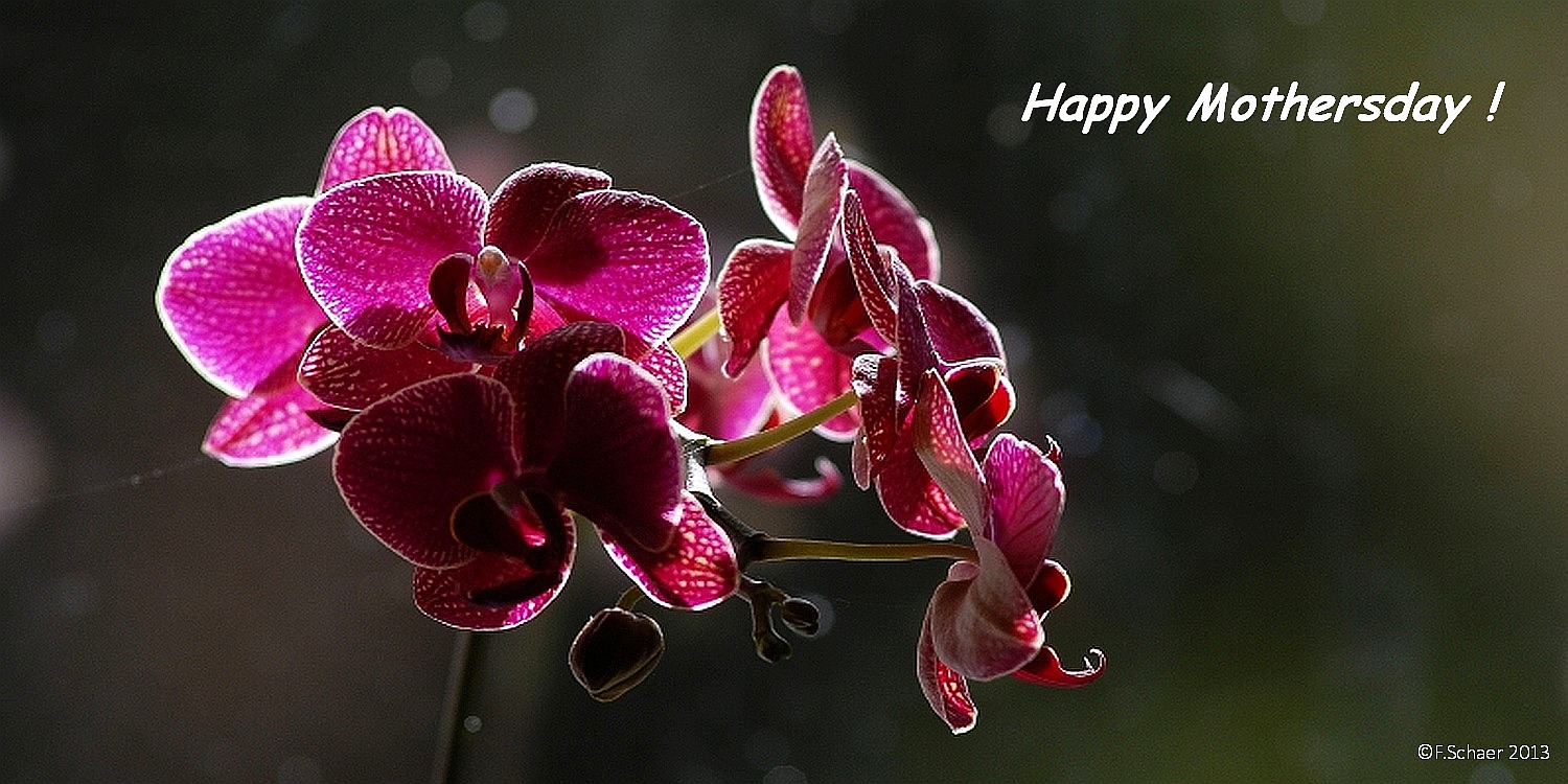 Horizonte 131.jpg - Mothersday-orchids in the window of our dinig-place.  Position: N51°53'02"/W120°01'25", elev.712m/2340ft Camera: Nikon D200 w. very old manual 400mm lens, date: 27/05/2013