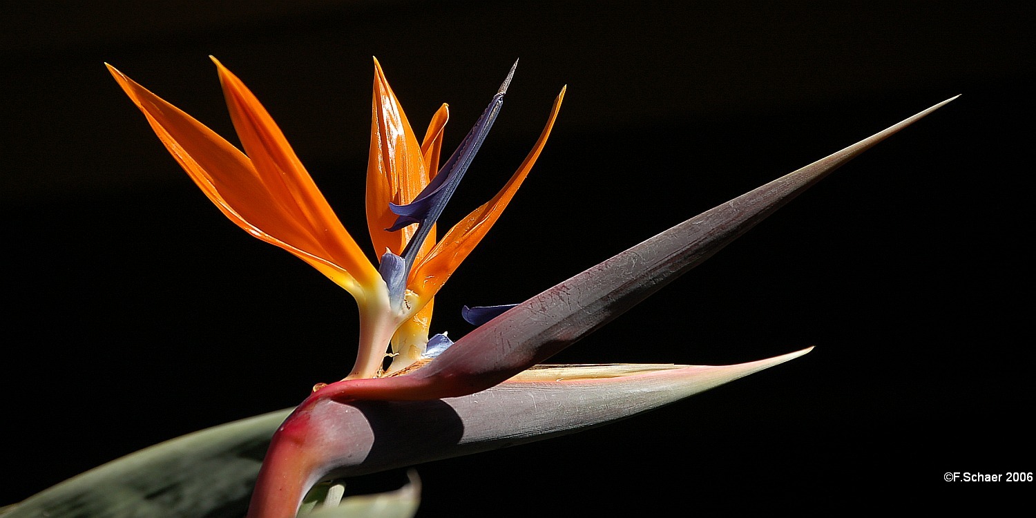 Horizonte 143.jpg - shows a Strelitzia-flower full bloomig. This pic was exposedin the Maui Tropical Garden (Maui,Hawaii) just outside of a buildingwithout using a tripod but with reduced flashlight.   click here for Google Maps View   Position: N20°50'57" W156°30'25", elev.122m/400ft Camera: Nikon D50 with manual 135mm-lens, date: 05/11/2006