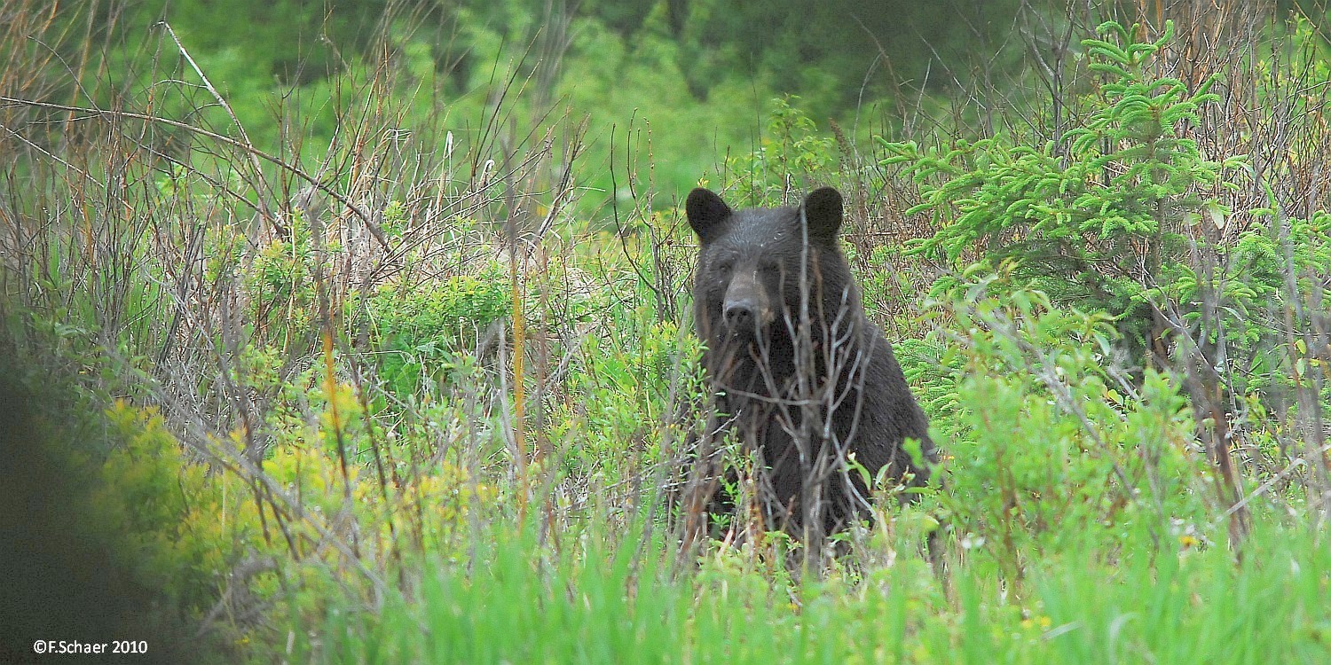 Horizonte 196.jpg - an astonished Blackbear peering through the dense bushwhen he heard me preparing my camera. I made this pic just between ourhome and the airstrip.   click here for Google Maps View   Position: N51°53'00" W120°01'28", elev 710m/2340ft Camera: Nikon D200, old manual 500mm-lens, date 09/06/2010, 3:38 local