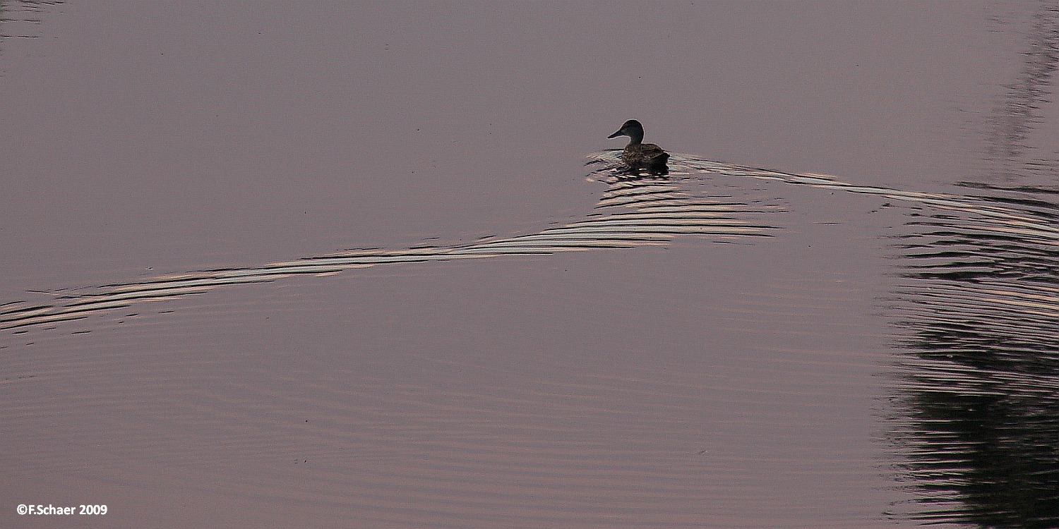 Horizonte 216.jpg - a lonesome duck left her trace on thetwilighted surface of our Aspen Lake....   click here for Google Maps View   Position: N51°53'02" W120°01'29", elev. 710m/2335ft Camera: Nikon D50 at 200mm, date: 17/08/2009, 19:10 local time