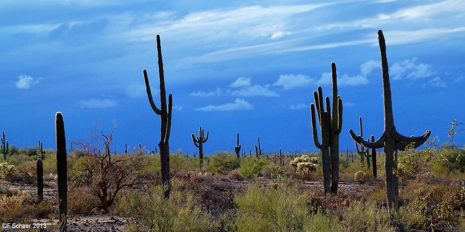Horizonte 233.jpg - dark sky indicates an approaching thunderstorm overthe Saguaros in the Picacho Peak State Park, southern Arizona.   click here for Google Maps View   Position (camera): N32°39'20" W111°25'06", elev.543m/1785ft Camera: Lumix TZ20, date:23/11/2013, 15:57 local time