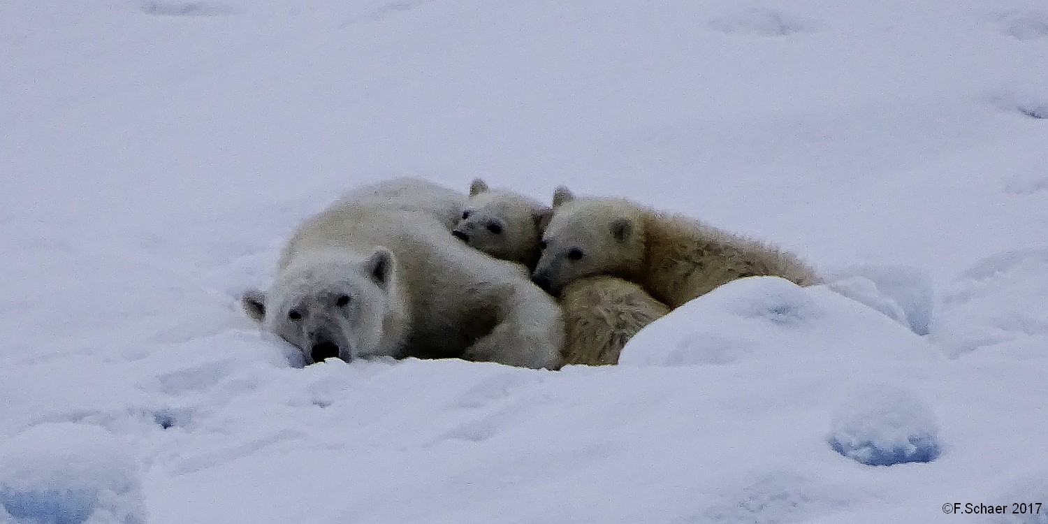Horizonte 273.jpg - made in a narrow Bay on Devon Island in the Nunavut-Territoryin Canada's far North. On a Iceberg about 250 m away I found this peacefulsleeping Polar-Bear-Family.   click here for Google Maps View   Position: N 74°53'25"/W 83°28'39", elevation: just above sea-level Camera: Sony HX400, Zeiss Sonnar at 1200mm handheld, date:31/08/2017, 13:20