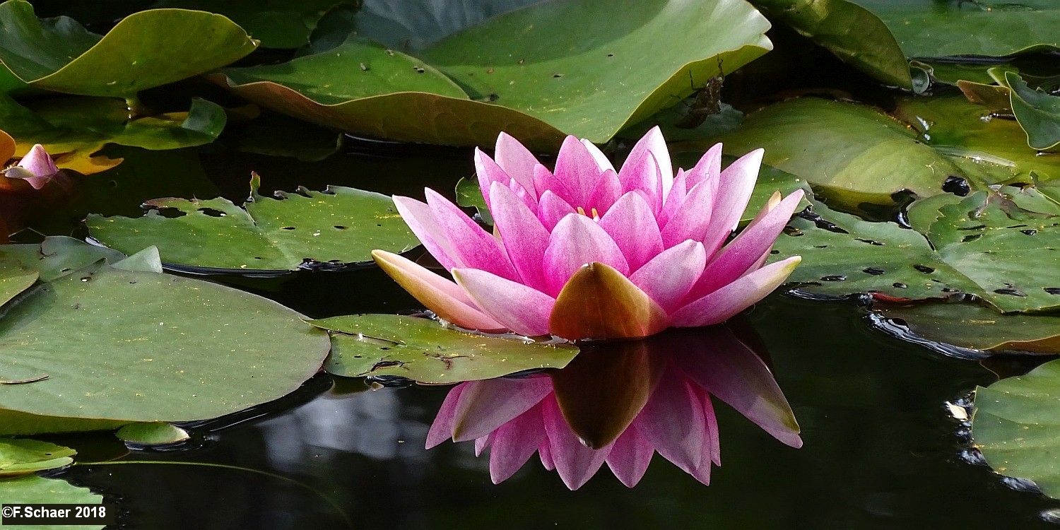 Horizonte 310.jpg - despite the past very cold winter our bright pink Waterlily(lat. Nimphaea) blooms again the shallow bay of our private Aspen-LakePosition: N 51°53'01"/W 120°01'29", elev. 720m/2370ftCamera: Sony HX400V, date: 29/06/2018, 16:49 local