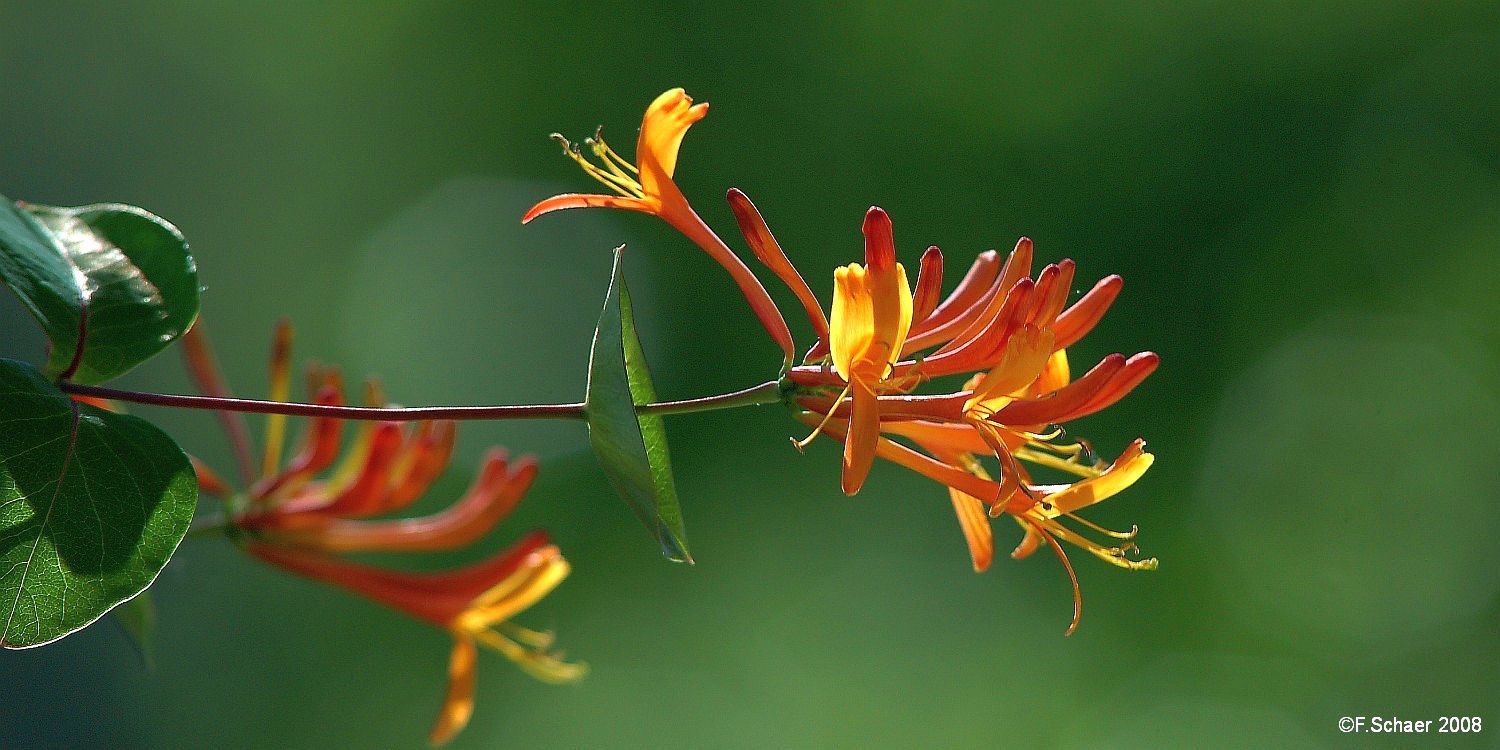 Horizonte 316.jpg - the impressive flowers of an orange Honeysuckle,(lat. Lonicera heckrotti) on the east side of our house. Thisdecorative perennial, climbing plants are simple to cultivate.Position: N51°53'01"/W 120°01'31", elev. 715m/2350ft above SLCamera: Nikon D50, Nikkor 2,8/300mm, ext.tube, date 07/07/2008
