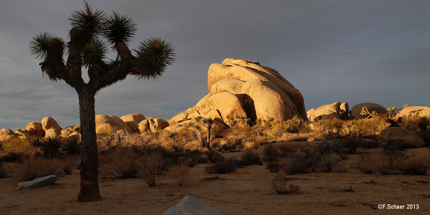 Horizonte 322.jpg - made on a cold, early morning close to our campgroundwithin the famous Joshua Tree Nationalpark in eastern California.Position: N 33°59'05"/ W 116°01'50", elevation 3120ft/1025m ASL.Camera: Nikon D200, Sigma 18-200mm, date: 20/11/2013, 07:50am