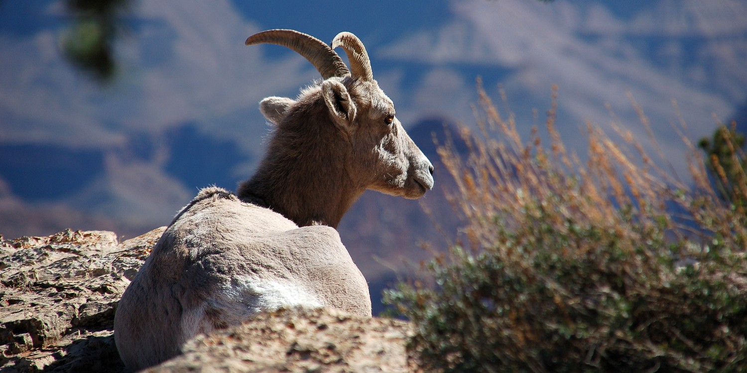 Horizonte 408.jpg - walking along the South Rim of the Grand Canyon in Arizona we found this young Bighorn-Sheep overlooking the enormous gorgePosition: N 36°03'27"/W 112°07'59" elev.2090 m, Camera: Nikon D50,200mm Date: 15/03/2007Dieses junge Dickhorn-Schaf entdeckten wir bei einer Wanderung entlang dem Südrand des imposanten Grand Canyon in Arizona/USA.
