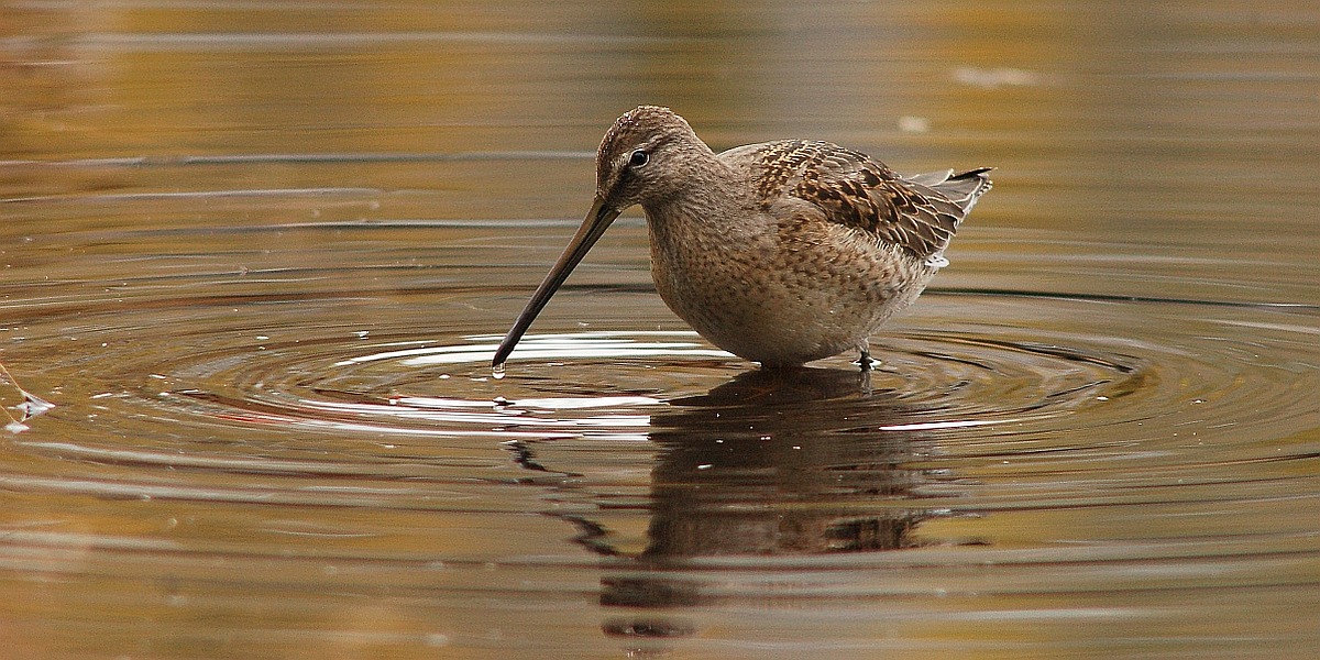 Horizonte 43.jpg - shows a Sandpiper on a shallow shore of our small private lake in BC, Canada.  Position: N51°53'01"/W120°01'29" Elev. 720m./2360ft Camera: Nikon D50, 400mm lens