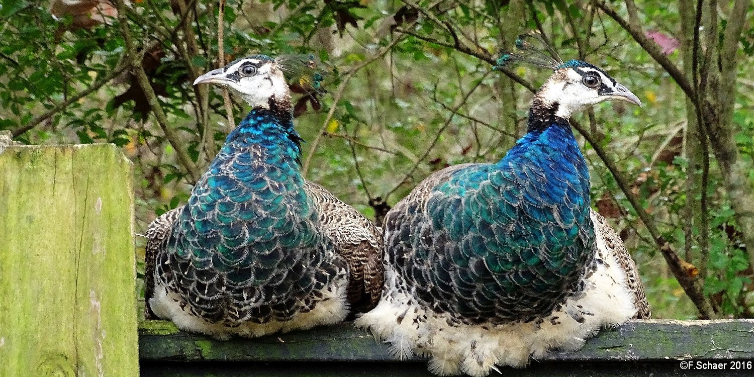 Horizonte 504.jpg - a disagreeing Couple of Peacocks within the wonderful Magnolia-Plantations in Charleston, South Carolina/USAPosition:    N 23°25'30"/W 60°05'00", date: 25.12.2015, Sony X400