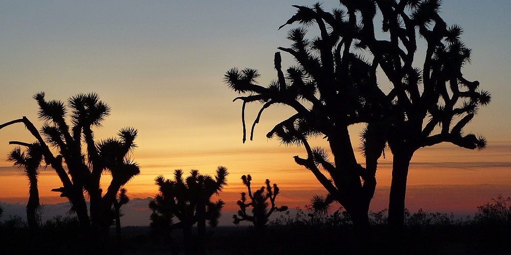 Horizonte 71.jpg - was photographed on a remote, unknown campground in the Saddleback Butte State Park in eastern California, about 28 km east of Lancaster CA surrounded by dry desert. The picture shows a group of Joshua Trees (yucca brevifolia) growing preferrably in easten California, western Nevada, Arizona and Sonora (Mex). The picture was made just after sunset.   click here for Google Maps View   Position: N34°40'40" W117°49'30" about sealevel Camera: Lumix TZ20