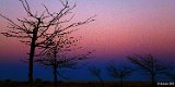 Horizonte 417